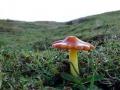22-DSC01257-Zwartwordende-Wasplaat-Coepelduynen.