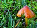 24-DSC01293-Zwartwordende-Wasplaat.