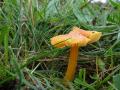 27-DSC03242-Coepelduinen.