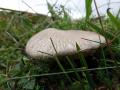 29-DSC02829-Zandvezelkop.
