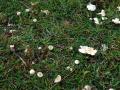 33-DSC01304-Sneeuwzwammetje