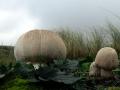 35-DSC01275-Zeeduinchampignon-Coepelduynen