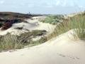 36-DSC03441-Coepelduynen-Katwijk.