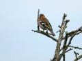 07-DSC00036-