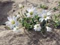 31-DSC00251-