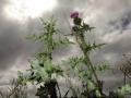 08-DSC08320-