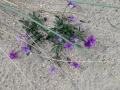 13-DSC08106-