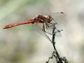 20-DSC08512-