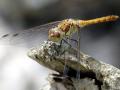 23-DSC08493-