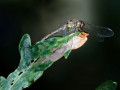 09-DSC08063-