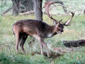 27-DSC08441-