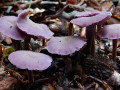 48-DSC08306-