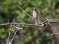 10-DSC02750-