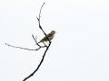 20-DSC03013-