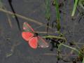 25-DSC02880-