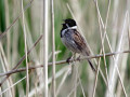 01-DSC04023-
