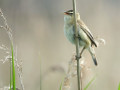 03-DSC04113-