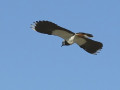 10-DSC04357-Kievit