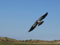 12-DSC04419-Kievit-Haasveld