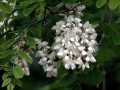 21-DSC04642-