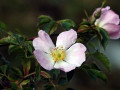 22-DSC04645-