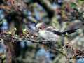 33-DSC04979-Staartmees