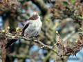 34-DSC04982-Staartmees