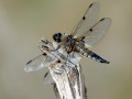 35-DSC04854-