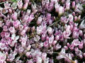 43-DSC05041-