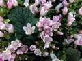 44-DSC05044-