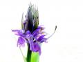 09-DSC00604-.