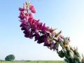 16DSC00923-