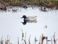 004 DSC08879 Wintertaling_
