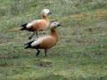 05-DSC01837-