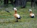 06-DSC01841-