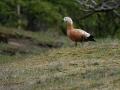 07-DSC01845-