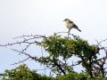 11-DSC01890-