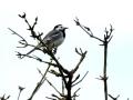 12-DSC01927-
