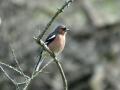 13-DSC01928-