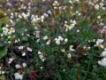 15-DSC01604-