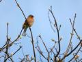 20-DSC01753-