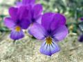 28-DSC00959-
