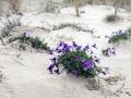 30-DSC02106-