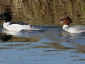 03-DSC00183-