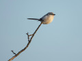 10-DSC00005-