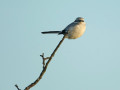 11-DSC09999-