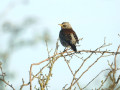 13-DSC00009-