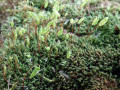 15-DSC00264-