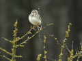 25-DSC01243-