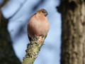 31-DSC00326-